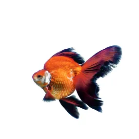 Assorted Ryukin Fish 5cm